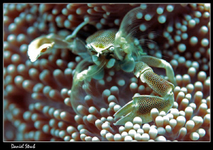 feeding porcelain crab :-D by Daniel Strub 